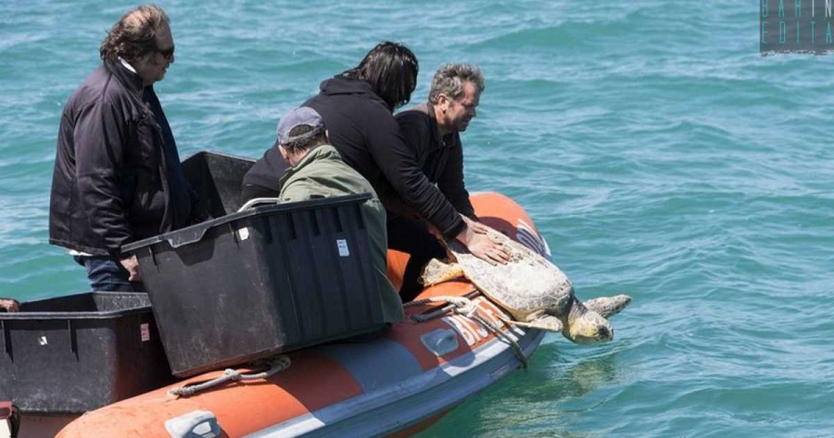 Bisceglie, la liberazione delle tartarughe in mare: salvate da ami, reti ed eliche